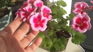 Пеларгония межвидовая pac сalliope rose splash