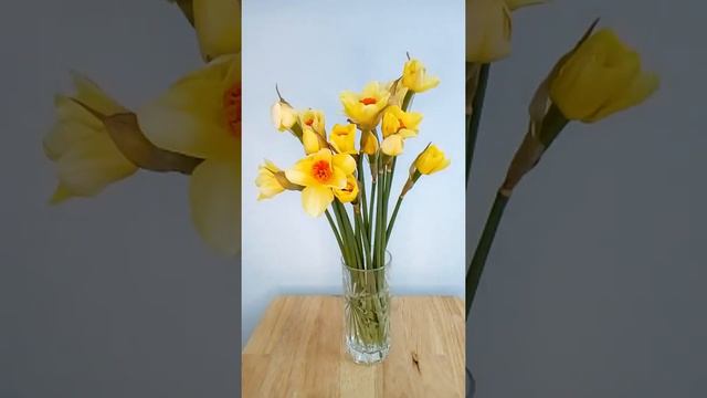 Daffodils waking up | Time Lapse Tuesdays