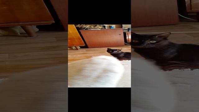 Котэ