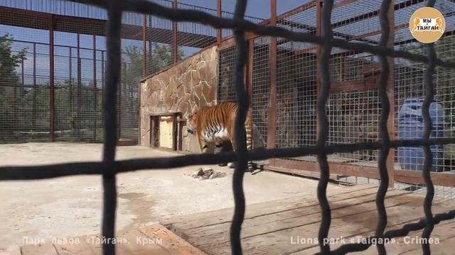 Тигрица Скарлетт снова принесла показать малыша! смотреть онлайн