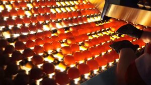 Комсомольская птицефабрика внедряет бережливые технологии