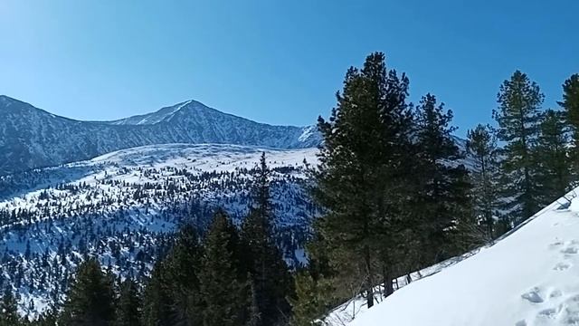 МАЯКОВСКИЙ упала лошадь