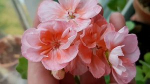 회복하는 가을 제라늄 꽃들 pelargonium 💮🌸