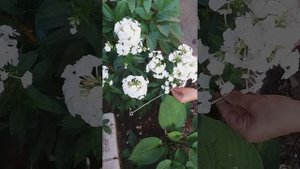 Подвязка цветов. Быстро просто и круто.