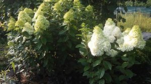 2017 Гортензия высокорослая Hydrangea paniculata Limelight