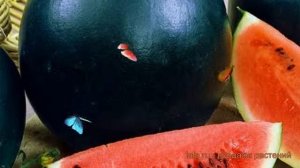 Арбуз обыкновенная Сибирские огни (sibirskie ogni) ? обзор: как сажать, семена арбуза Сибирские огн