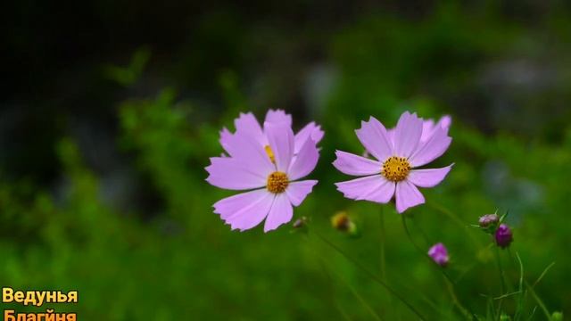 19 октября Фомин день.Приметы Обряды дня. Как жили наши предки. смотреть онлайн