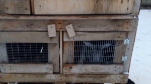 Крольчатник из поддонов