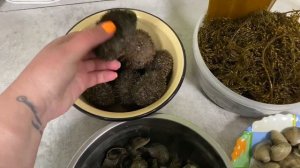 Прогулка по морю, сбор морепродуктов, Варю суп из того что найдено и есть подруками .