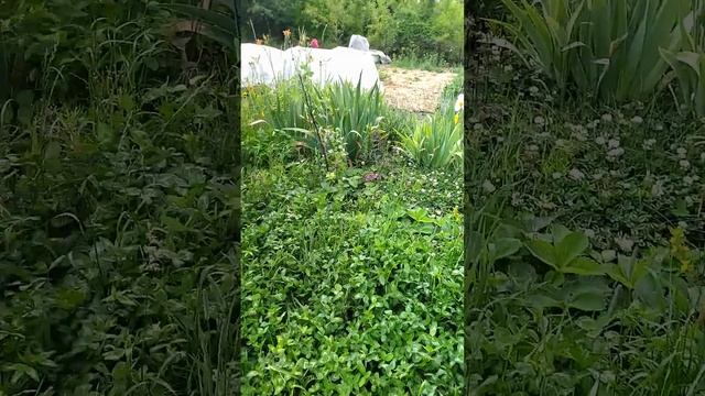 Прогулка по саду после дождя. Дача 29.06.23 смотреть онлайн