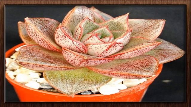 (( Echeveria purpusorum )) - planta suculenta linda de aspecto escultural !! смотреть онлайн