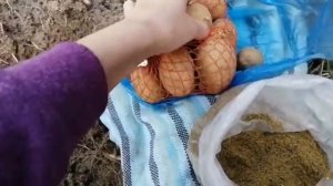 Картошка будет расти как на дрожжах| Посадите так картофель| Самый лучший способ посадки картофеля|