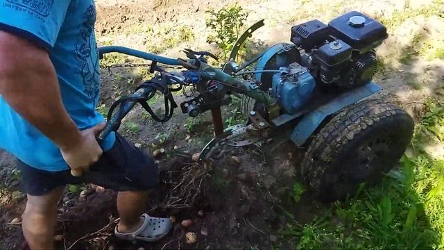 картофелекопалка в работе