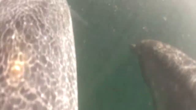 Сергей. Покатушки на дельфинах. смотреть онлайн