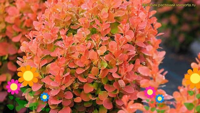 Барбарис тунберга Флоренс. Краткий обзор, описание характеристик Berberis Thunbergii Florence