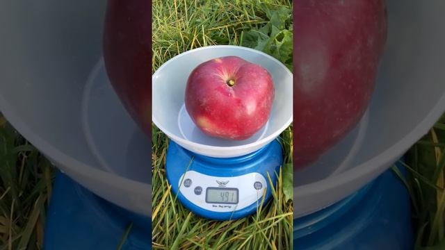 Джумбо Помм яблуня смотреть онлайн