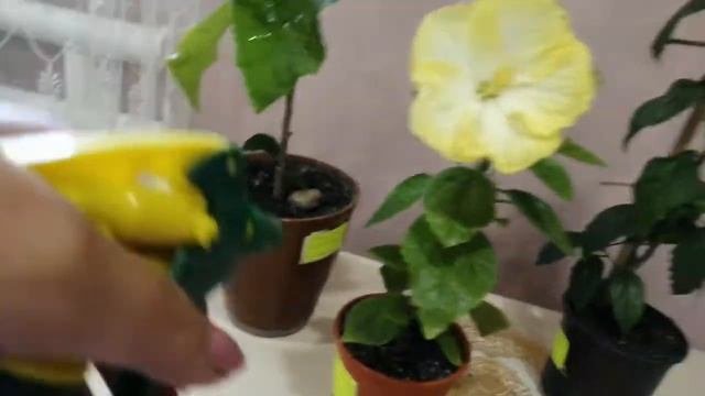 Гибискусы. Опрыскивание для лучшего цветения. 💧💧