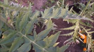 4 способа выращивания артишока. Часть 2 - результаты прошлого сезона.