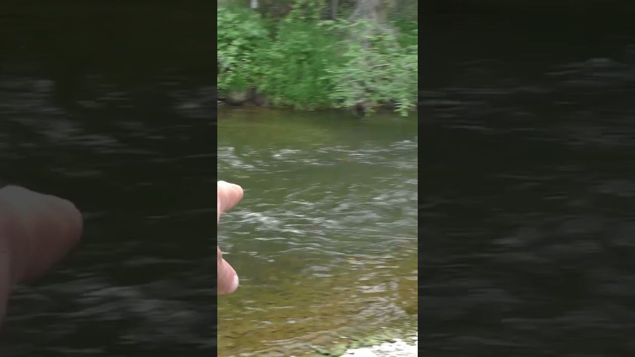 1109 ЯМА выше КУСТА, РЫБНОЕ МЕСТО #дмитрийяков #рыбалка #тайга #fishing #hunting #выживалово #хариус