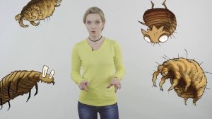 Обработка кошек от гельминтов и паразитов