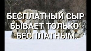 ПАЦАНСКИЕ ЦИТАТЫ ВОЛКА