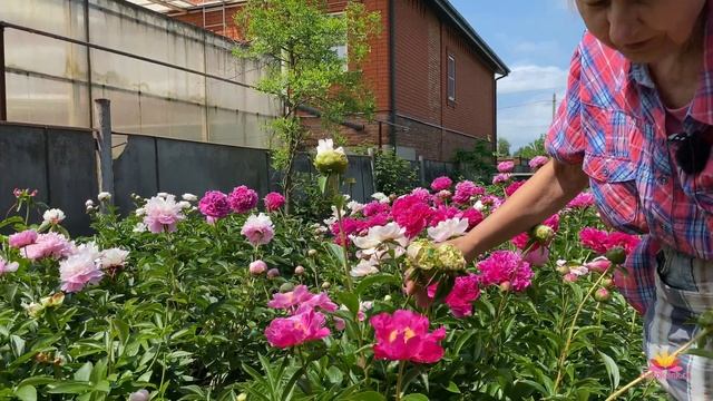 Сеянцы пионов Ворошиловой А.Б. Выбраковка / Сад Ворошиловой смотреть онлайн