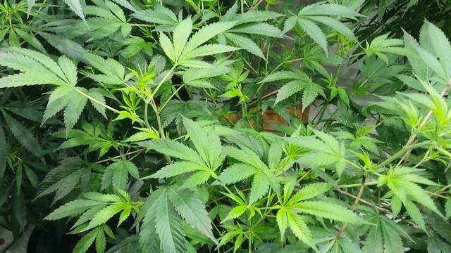 In the garden with Zamaldelica, Malawi and Flo смотреть онлайн