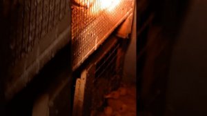 Поговорим о подстилках для птицы