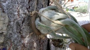 Tillandsia seleriana,planta mirmecófila