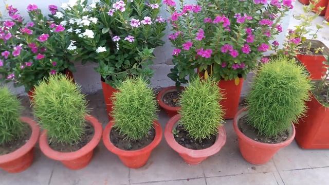 View of Healthy kochia bush plant ????my terrace garden 14 may 2018 смотреть онлайн