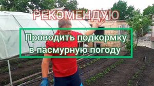 Подкормка куриным пометом