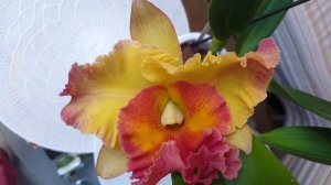 Цветущие каттлеи: Cattleya Wolkerinter  Rlc. Chomthong Delight   Rlc. Hsinying Scarlet 'Cherry'