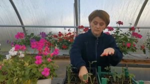Черенкование роз осенью в перлит