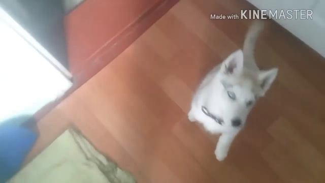Научил собаку хаски,, Командам сидеть и лежать смотреть онлайн