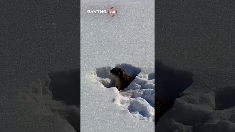 Сурок перезимовал, вылез и офигел/Groundhog overwintered, came out and went nuts #якутия #россия