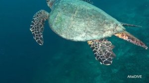 Сипадан - остров черепах