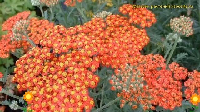 Тысячелистник обыкновенный Волтер Фанке. Краткий обзор, описание achillea Walther Funcke смотреть онлайн