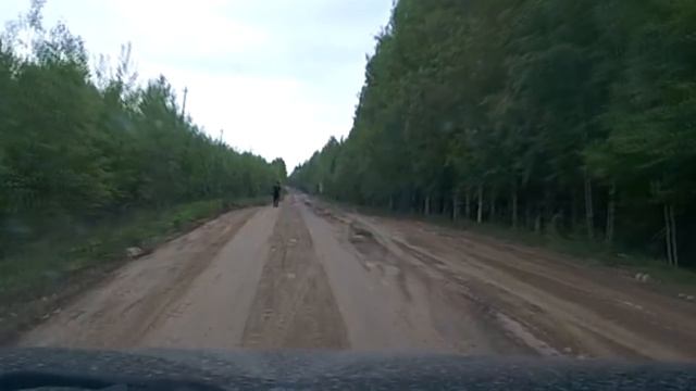 Медведь напал на человека в Республике Коми смотреть онлайн