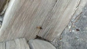 Убийца двухвосток. Лучшее средство от двухвосток