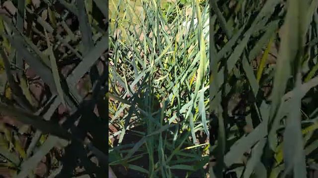 Выкапываю первую головку чеснока 2022 года, посмотрим, что выросло смотреть онлайн