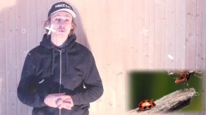 ЗАЧЕМ БОЖЬЕЙ КОРОВКЕ ПЯТНА | почему божья коровка так называется