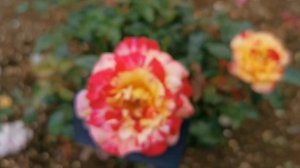 CAMILLE PISSARRO ROSE plant by Georges DELBARD 1996 France Variegated Floribunda バラ カミーユ ピサロ