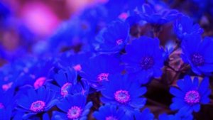 Господи, о, сколько милости Ты нам явил