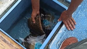 Морская рыбалка на Сахалине. Краб. Камбала. Бычки. Охотское море. Залив Анива.