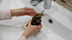Говорящая улитка Ахатина