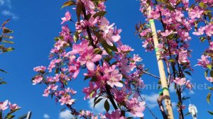 Весна в Обнинске. Площадь возле Дуба