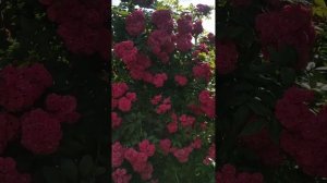 Роза Динки.