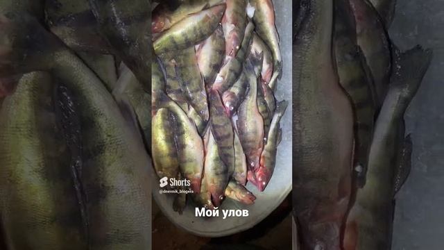 Скромный Улов на Волге в глухозимье #shorts смотреть онлайн