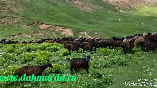 Элитные гиссарские овцы самцы годовалые и 4-х летки смотреть онлайн