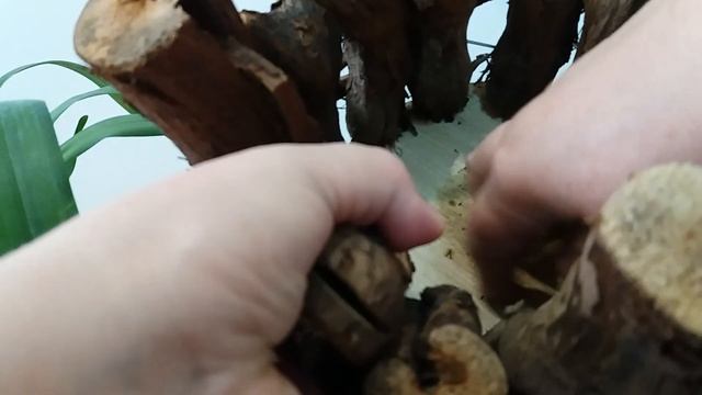 "Установка"?из Jumbo, из стволиков и веток для орхидей смотреть онлайн